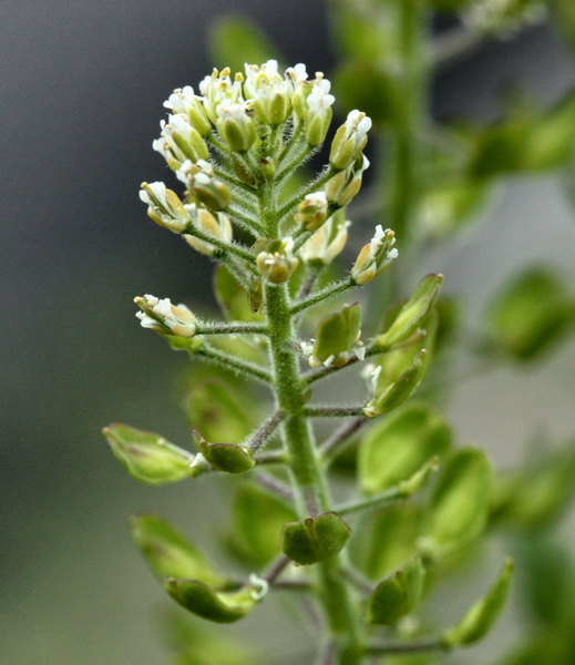 Lepidium campestre / Lepidio campestre